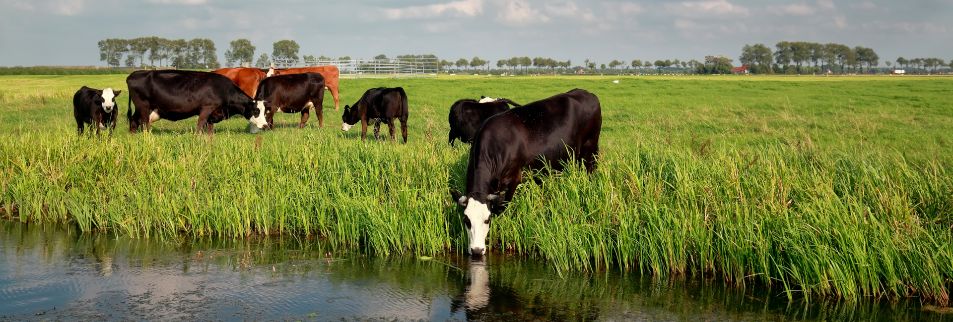 Praktische toepassing in de stal