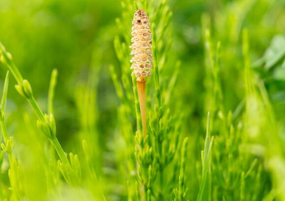Heermoes bestrijden met lavameel: dé natuurlijke aanpak voor een gezonde tuin