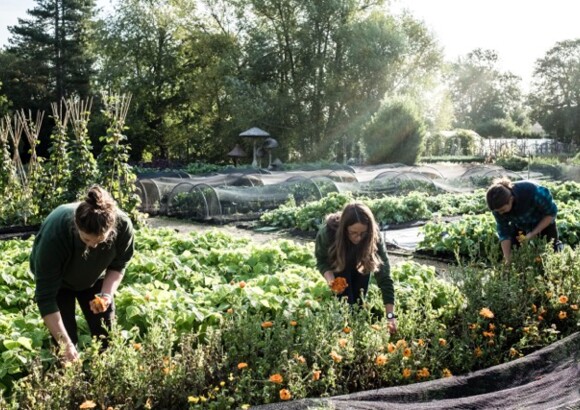 Lavameel gebruiken in de moestuin: voordelen, toepassing en tips