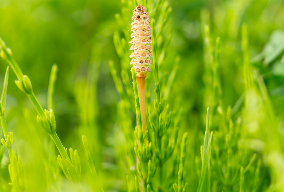 Heermoes bestrijden met lavameel: dé natuurlijke aanpak voor een gezonde tuin
