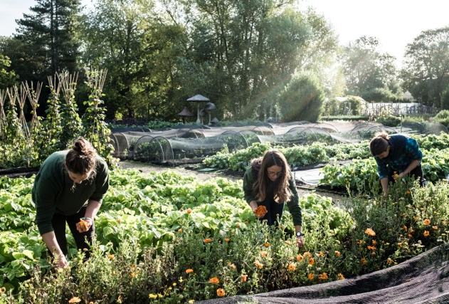 Lavameel gebruiken in de moestuin: voordelen, toepassing en tips